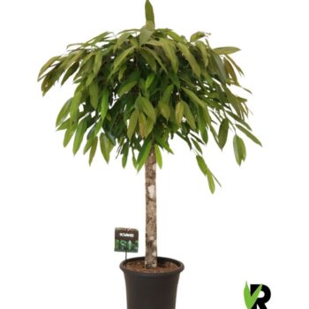 Ficus Amstel King