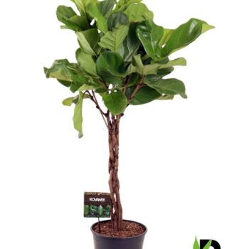Ficus Lyrata