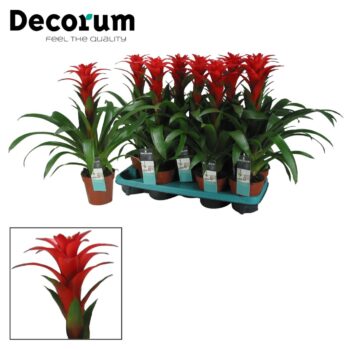 Guzmania Calypso