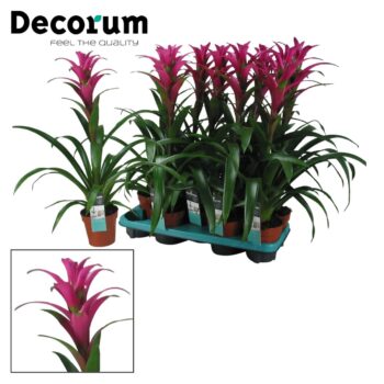 Guzmania Freya (Pink)