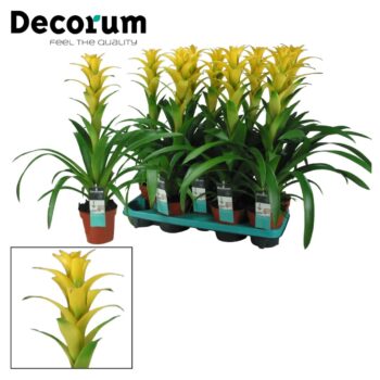 Guzmania Hilda (Yellow)
