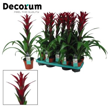 Guzmania Switch (Purple)