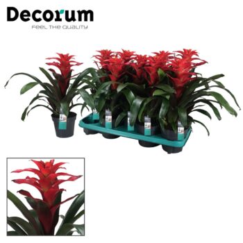 Guzmania Optima