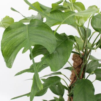 Epipremnum Pinnatum Skeleton Key