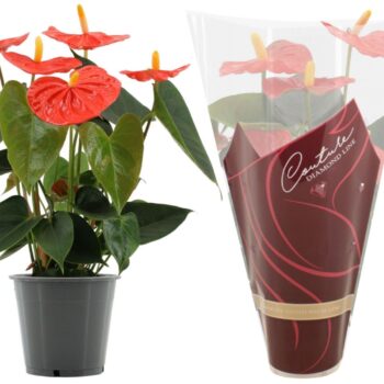 Anthurium Stilo