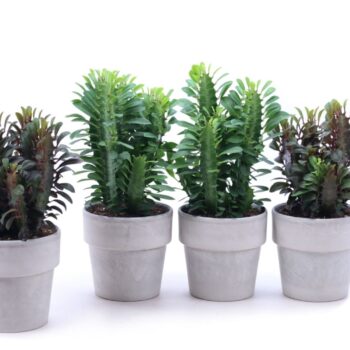 Euphorbia trigona mix 12 cm in grijze pot