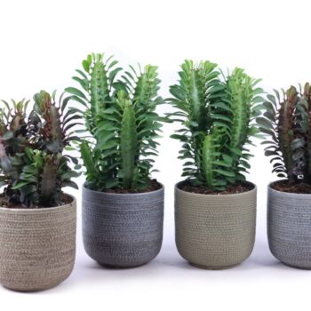 Euphorbia trigona mix 12 cm in Amadora sierpot