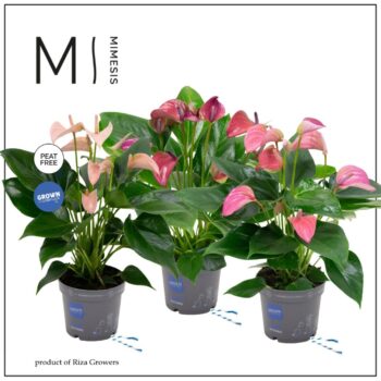 Anthurium Multiflora Mix