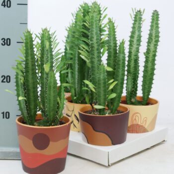 Euphorbia trigona mix 12 cm in Nevada sierpot