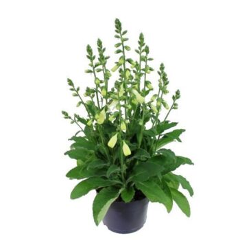 Digitalis Panther White
