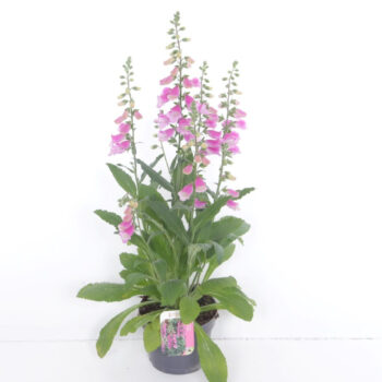 Digitalis Panther Deep Rose