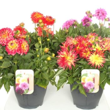 Dahlia Labella Maggiore Mix