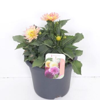 Dahlia Sincerity Rose Bicolour