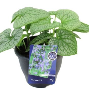 Brunnera macr. Alexander's Great