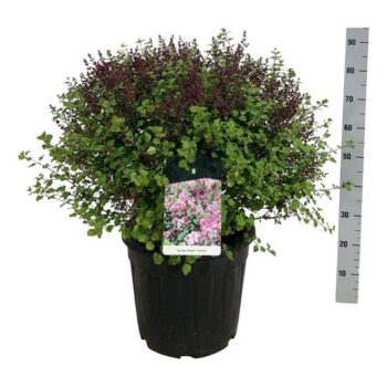 Syringa meyeri 'Palibin'