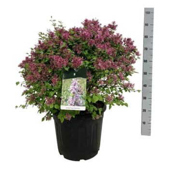 Syringa 'Sugar Plum Fairy'