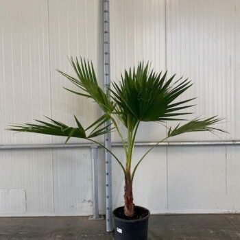 Washingtonia Robusta