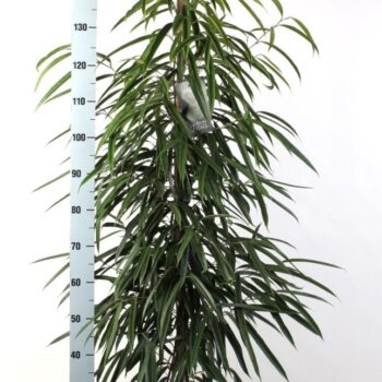 FICUS binnendijkii Alii