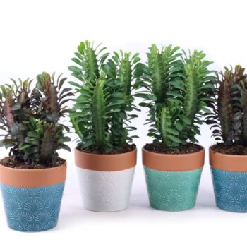 Euphorbia trigona mix 12 cm in Cascais sierpot