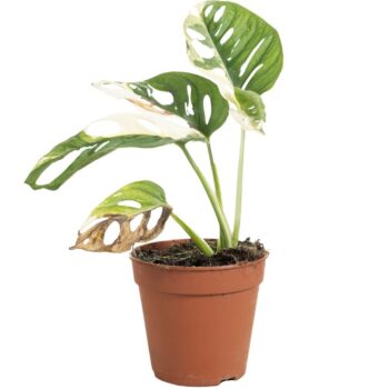 Monstera Adansonii Variegata B