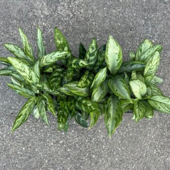 Aglaonema Mix (per tray)