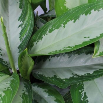 Aglaonema 'Diamond Bay'