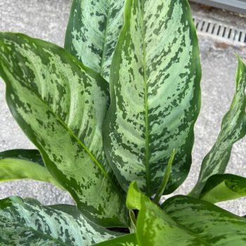 Aglaonema Chantal