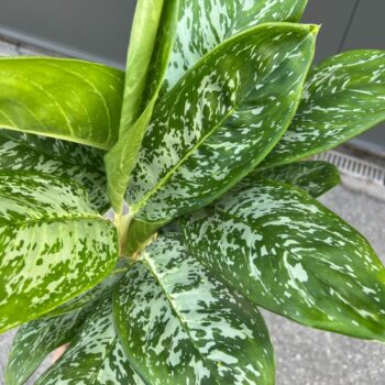 Aglaonema 'Britt'