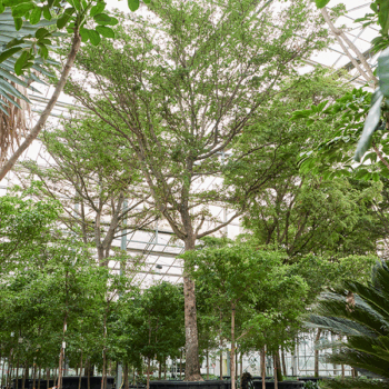 Bucida buceras 'Shady Lady' Stem