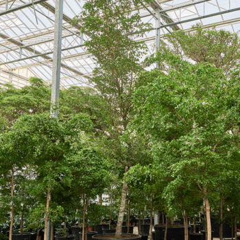 Bucida buceras 'Shady Lady' Stem