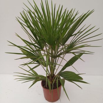 chamaerops humilis
