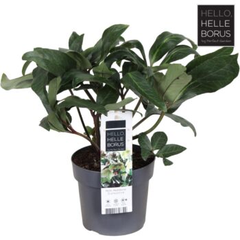 Helleborus 'Diamonfire' P17