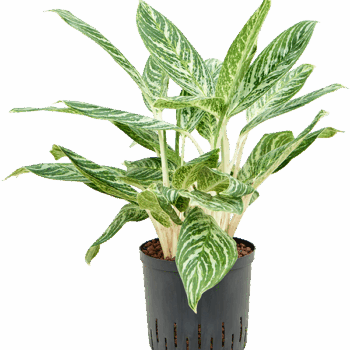 Aglaonema 'Madonna' Tuft