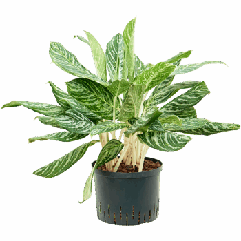 Aglaonema 'Madonna' Tuft