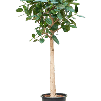 Ficus benghalensis 'Audrey' Stem