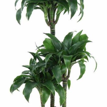Dracaena Tatuade