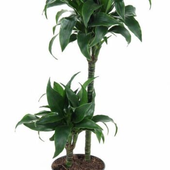 Dracaena Tatuade