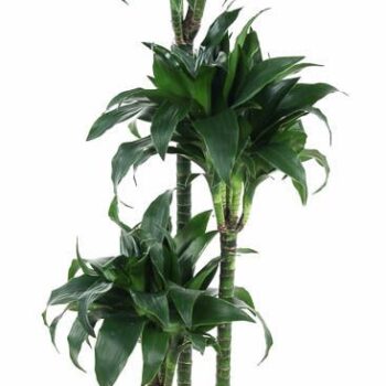 Dracaena Tatuade