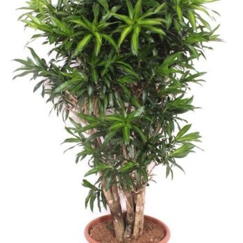 Dracaena Song of Jamaica