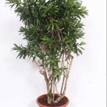 Dracaena Song of Jamaica