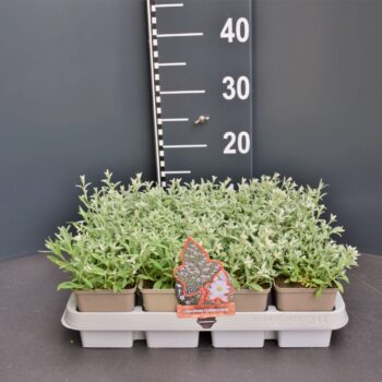 Cerastium tomentosum