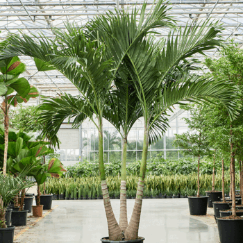 Veitchia (Adonidia) merrillii 3-Stem