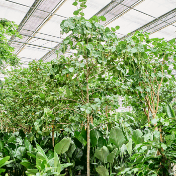 Coccoloba uvifera Stem