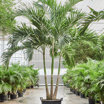 Veitchia (Adonidia) merrillii 3-Stem