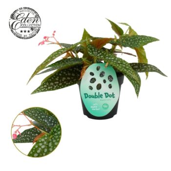 Begonia cane Double Dot