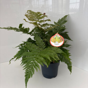 Dryopteris erythrosora