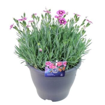 Dianthus Silver Stars Supernova