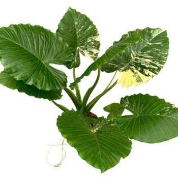 Alocasia Gageana Variegata