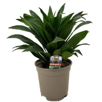 Dracaena deremensis compacta