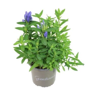 Gentiana triflora Royal Blue